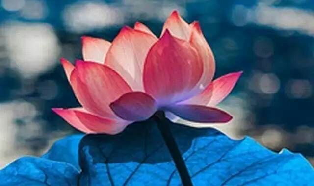 莲花.jpg